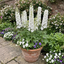 Set of 3 or 6 Delphinium Pacific Giants Galahad Hardy Perennial Plants, Tall Cottage Garden Flowers, Outdoor Garden Ready, 1 Litre Root-Ball