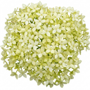 Cornus Flaviramea Yellow Twig Dogwood Plants