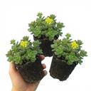 Sedum Oreganum Stonecrop Plants (Set of 3 or 6)
