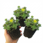 Set of 3 or 6 Sedum Oreganum Stonecrop Plants, Hardy Perennial, Bee Friendly Ground Cover, Outdoor Garden Ready, 1 Litre / 11cm Root-Ball