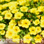 Set of 3 or 6 Large Plants - Calibrachoa Cabaret Pure Yellow, Outdoor Garden Ready