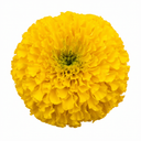 Marigold Durango Yellow Plant (2L Pot)