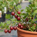 Gooseberry Kamieniar Plants
