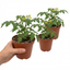 Set of 3 or 6 Large Plants - Tomato Tumbling Tom Yellow, Ready to Plant in Your Garden