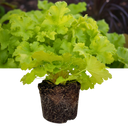 Heuchera Lime Marmalade Plant (2L Pot)