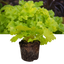 Heuchera Lime Marmalade