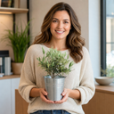 Mini Olive Bush, 1.5Ltr Pots, Small Olive Tree UK