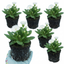 Set of 3 or 6 Primula Little Queen White Hardy Perennial Plants, Spring Flowering, Outdoor Garden Ready, 1 Litre Root-Ball
