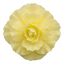 1 Large Plant - Begonia Fragrant Falls Lemon, Outdoor Garden Ready, 2L Pot