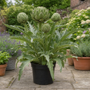 Green Globe Artichoke Plants