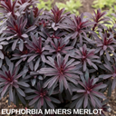 Euphorbia Miners Merlot Plant (3L Pot)