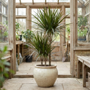 Dracaena Marginata Dragon Tree 3 Stem Plant (3L Pot)