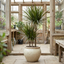 1 Dracaena Marginata Dragon Tree 3 Stem, Air Purifying Indoor Houseplant, Easy Care, 3 Litre Root Ball