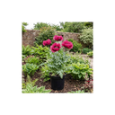 Papaver Orientale Waltzing Mathilde Plant (3L Pot)