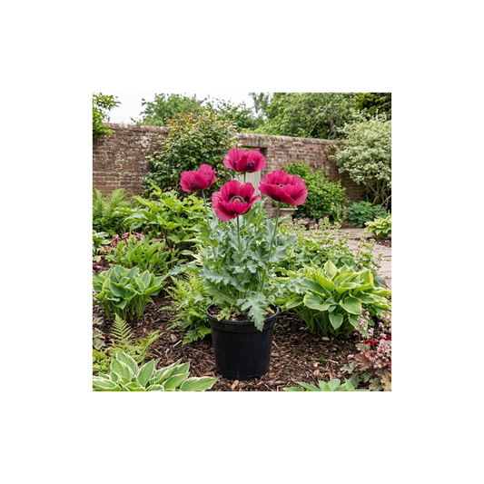 Papaver orientale 'Waltzing Mathilde' – Oriental Poppy (3L Pot)