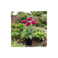 1 Papaver Orientale Waltzing Mathilde, Summer Flowering Hardy Perennial Poppy Plant, 3 Litre Root Ball