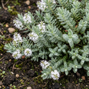 Hebe Sutherlandii Hardy Evergreen Flowering Perennial Shrub Plants (Set of 3 or 6)