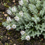 Set of 3 or 6 Hebe Sutherlandii Hardy Evergreen Flowering Perennial Shrub Plants, Outdoor Garden Ready, 1 Litre Root-Ball
