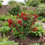 1 Pyracantha Red Star Firethorn Plant, Hardy Evergreen Climbing Hedge Shrub, 3 Litre Root Ball