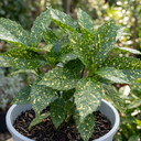 Aucuba Golden King Plant (5L Pot)