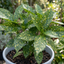 1 Large Plant - Aucuba Golden King, Ready to Plant in Your Garden, 7.5L Pot