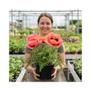 Oriental Papaver Bolero Perennial Poppy Plants
