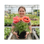 1 Oriental Papaver Bolero Perennial Poppy Plant, Summer Flowering, Garden Ready, 3 Litre Root Ball