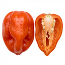 Scotch Bonnet Plants (Set of 3 or 6)