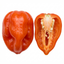 Set of 3 or 6 Large Chilli Pepper Plants - Scotch Bonnet, Ready to Plant in Your Garden