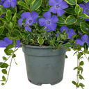 Vinca ‘Ralph Shugert’ Plant