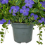 1 Large Plant – Vinca ‘Ralph Shugert’, Ready to Plant in Your Garden