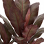1 Ensete Maurelii Red Abyssinian Banana Plant, Exotic Tropical Garden Perennial, 19cm Root Ball