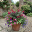 Set of 3 or 6 Large Plants - Fuchsia Tom Thumb, Ready to Plant in Your Garden, 1L Rootballs
