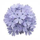 Phlox Emerald Cushion Blue Alpine Plants (Set of 3 or 6)