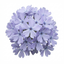 Set of 3 or 6 Phlox Emerald Cushion Blue Alpine Plants, Hardy Perennial Creeping Ground Cover, Flowering Garden Plants, 1 Litre Root-Ball