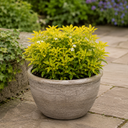 3 Choisya Sundance Shrubs, Hardy Evergreen, 9cm Pots