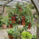 Tomato Cherry Falls Variety Plants (Set of 3 or 6)