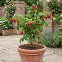 Raspberry Glem Ample Summer Fruiting Plants