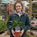 Agapanthus Poppin Purple Plant (2L Pot)