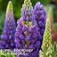 1 Large Plant - Lupin Legendary Blue Shades, Outdoor Garden Ready, 2L Rootball