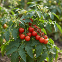 Tomato Veranda Red Variety Plants (Set of 3 or 6)