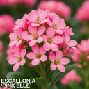 Escallonia ‘Pink Elle’ Plant