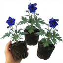 Delphinium Dark Blue Black Bee Tall Plants (Set of 3 or 6)