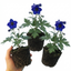 Set of 3 or 6 Delphinium Dark Blue Black Bee Tall Hardy Perennial Plants, Summer Flowering Border Plants, Outdoor Garden Ready, 1 Litre Root-Ball