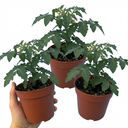 Tomato Losetto Variety Plants (Set of 3 or 6)