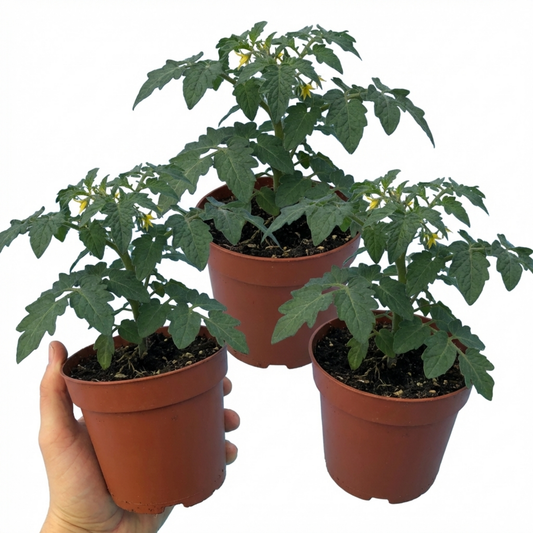 Tomato 'Losetto' – Patio Bush Tomato (Set of 3 or 6)