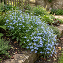Hot WaterBlue Improved Plants (Set of 3 or 6)