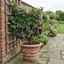 1 Grape Vine Plant Vitis Black Hambourg, Hardy Outdoor Garden Ready, 3 Litre Root Ball
