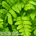 1 Large, Outdoor Garden Ready Plant - Scaly Male Fern Dryoteris The King, 2L Pot