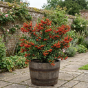 Pyracantha Orange Glow Firethorn Plants